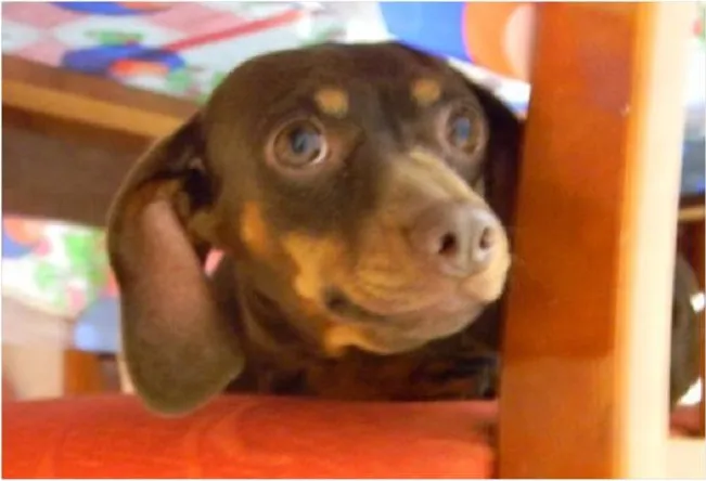 Cachorro ra a Basset-Cofap idade 5 anos nome Belinha GRATIFICA