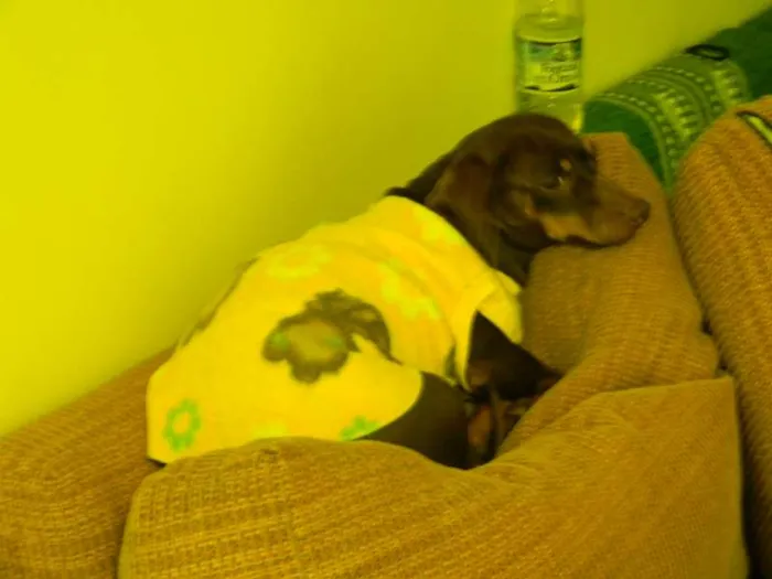Cachorro ra a Basset-Cofap idade 5 anos nome Belinha GRATIFICA