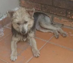 Cachorro raça srd idade 1 ano nome pépa