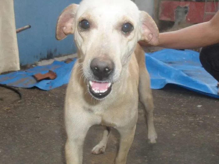 Cachorro ra a Vira-lata idade 2 anos nome Marley  