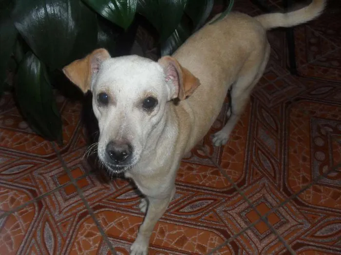 Cachorro ra a Vira-lata idade 2 anos nome Marley  