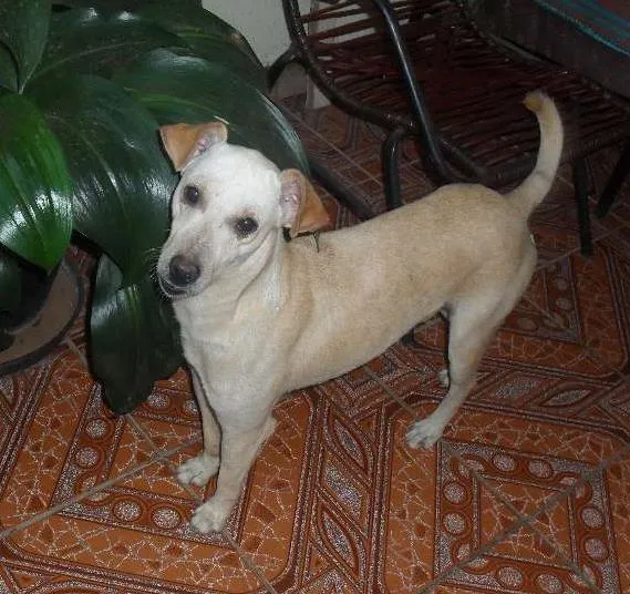 Cachorro ra a Vira-lata idade 2 anos nome Marley  