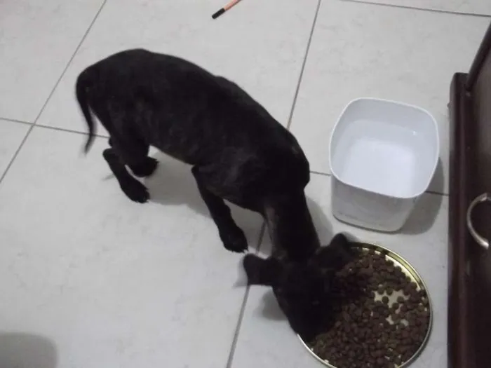 Cachorro raça  idade Abaixo de 2 meses nome Sem Nome