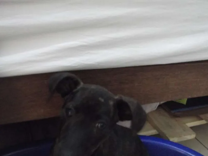 Cachorro raça  idade Abaixo de 2 meses nome Sem Nome