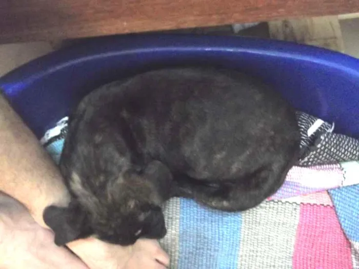 Cachorro raça  idade Abaixo de 2 meses nome Sem Nome