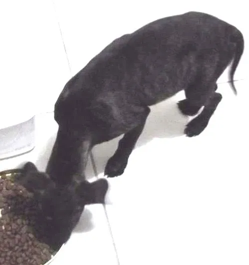 Cachorro raça  idade Abaixo de 2 meses nome Sem Nome