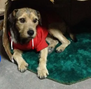 Cachorro raça RND idade 7 a 11 meses nome BOB