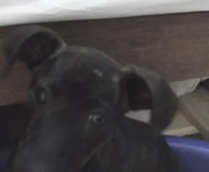 Cachorro raça  idade Abaixo de 2 meses nome Sem Nome