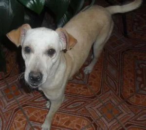 Cachorro raça Vira-lata idade 2 anos nome Marley  