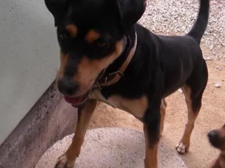 Cachorro raça Sem raça definida idade 2 anos nome Preto