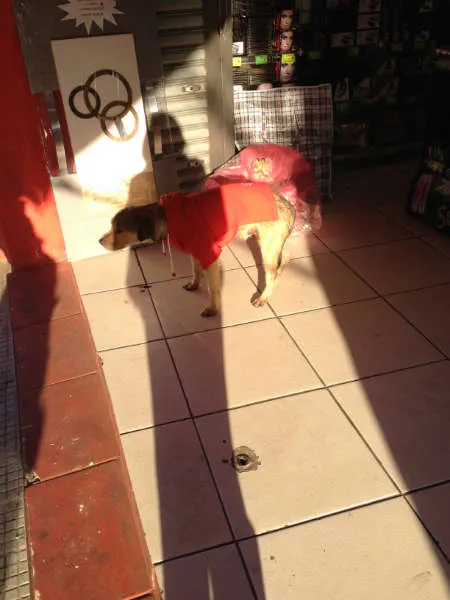 Cachorro raça RND idade 7 a 11 meses nome BOB