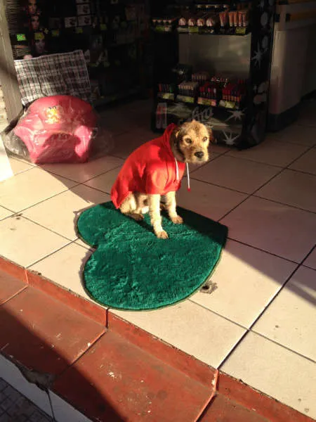 Cachorro raça RND idade 7 a 11 meses nome BOB