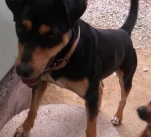 Cachorro raça Sem raça definida idade 2 anos nome Preto