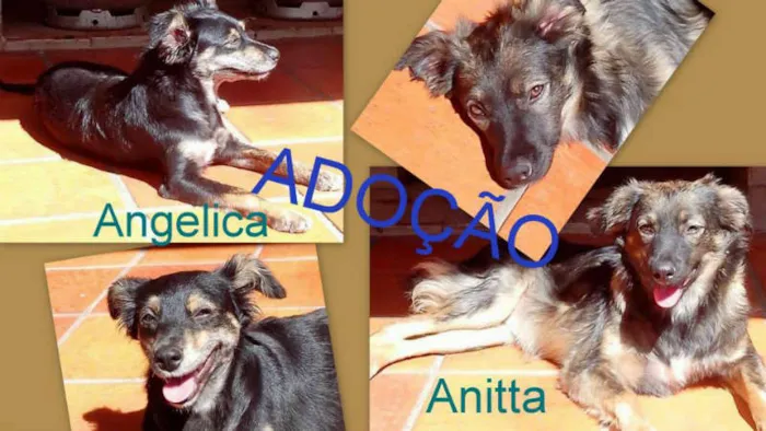 Cachorro ra a SRD idade 7 a 11 meses nome ANGÉLICA E ANITTA