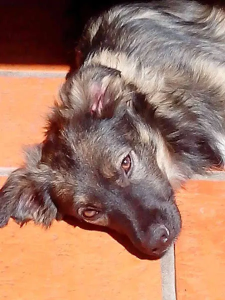 Cachorro ra a SRD idade 7 a 11 meses nome ANGÉLICA E ANITTA