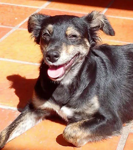 Cachorro ra a SRD idade 7 a 11 meses nome ANGÉLICA E ANITTA