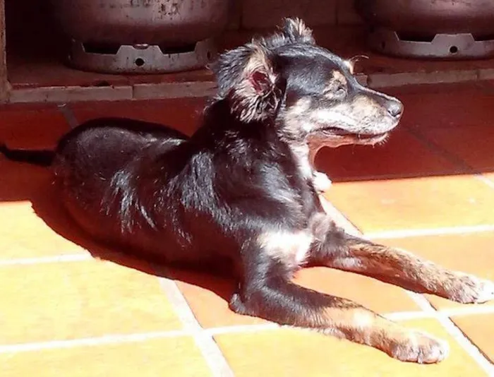 Cachorro ra a SRD idade 7 a 11 meses nome ANGÉLICA E ANITTA