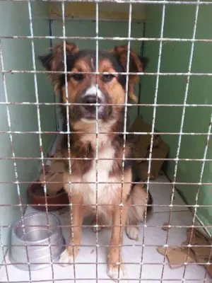 Cachorro raça SRD idade 7 a 11 meses nome sem nome