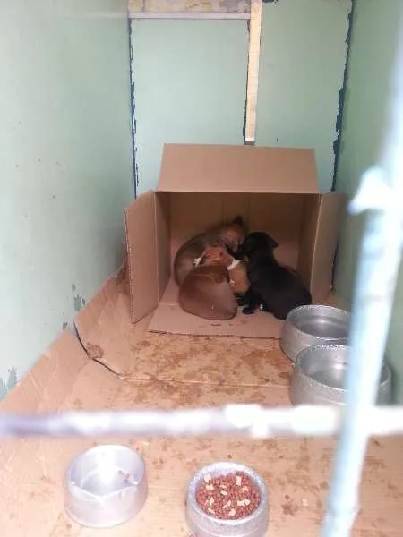 Cachorro ra a SRD idade 7 a 11 meses nome sem nome