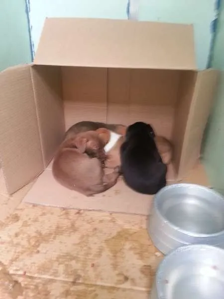 Cachorro ra a SRD idade 7 a 11 meses nome sem nome