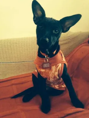 Cachorro raça SRD idade 2 a 6 meses nome Charlotte