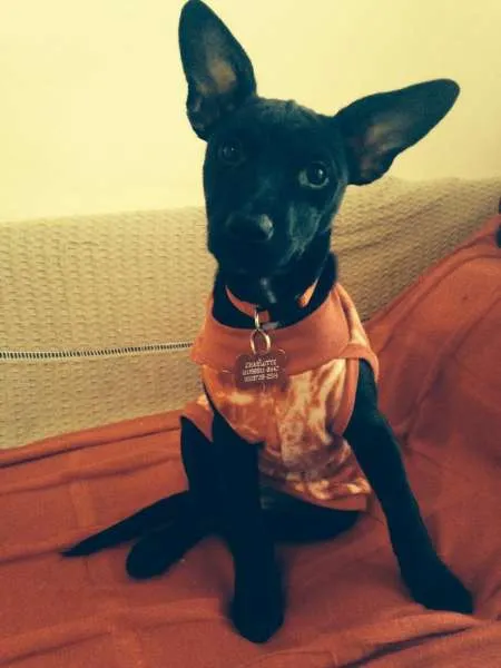 Cachorro ra a SRD idade 2 a 6 meses nome Charlotte