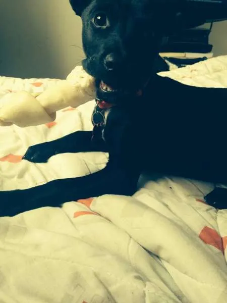 Cachorro ra a SRD idade 2 a 6 meses nome Charlotte
