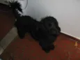 poodle