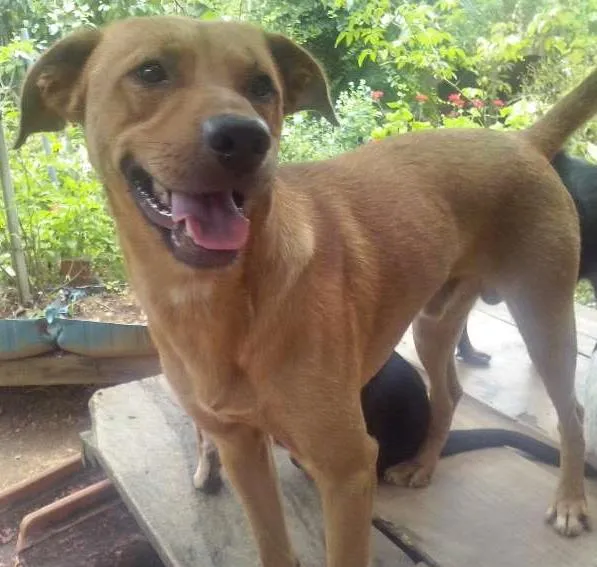 Cachorro ra a SRD idade 2 anos nome Marmaduque