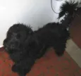 poodle