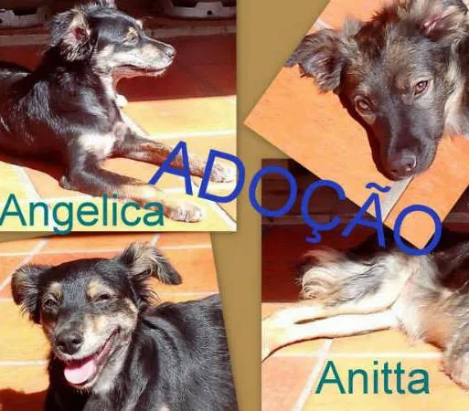 Cachorro ra a SRD idade 7 a 11 meses nome ANGÉLICA E ANITTA