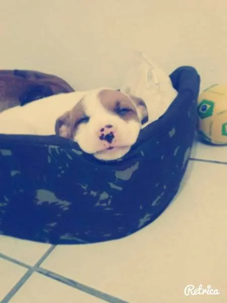 Cachorro ra a Boxer idade 2 a 6 meses nome Snoopy