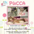 Pucca