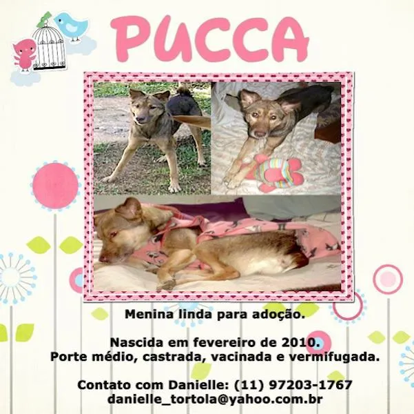 Cachorro ra a SRD idade 4 anos nome Pucca