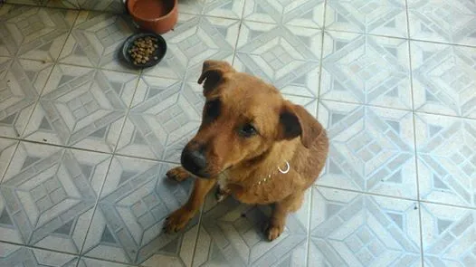 Cachorro ra a Vira Lata idade 7 a 11 meses nome Sem nome