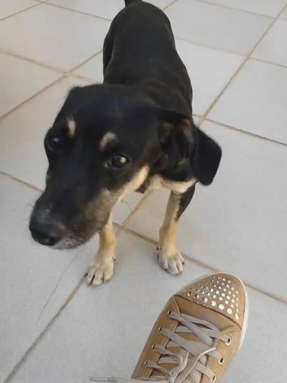 Cachorro ra a  idade 2 a 6 meses nome Vários