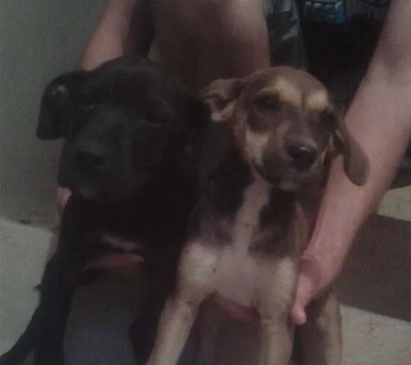 Cachorro ra a SRD idade 2 a 6 meses nome WALTER E LAILA