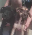 WALTER E LAILA