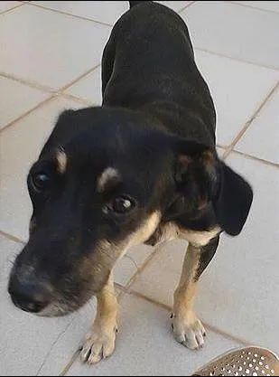 Cachorro ra a  idade 2 a 6 meses nome Vários