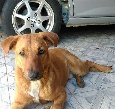 Cachorro ra a Vira Lata idade 7 a 11 meses nome Sem nome