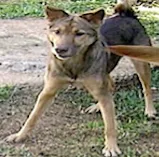 Cachorro ra a SRD idade 4 anos nome Pucca