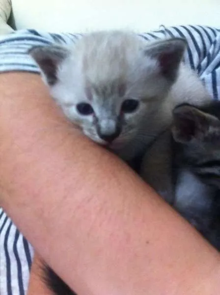 Gato ra a SRD idade Abaixo de 2 meses nome Sem nome