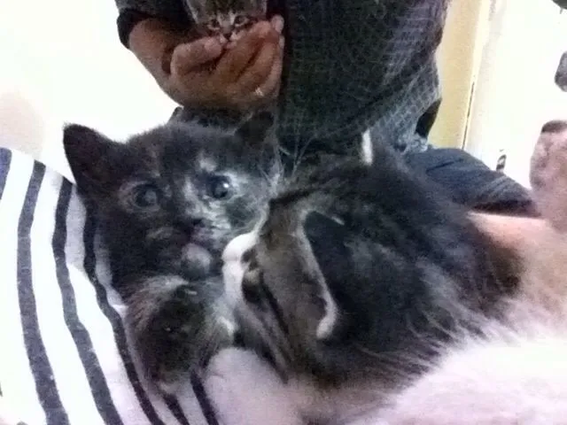 Gato ra a SRD idade Abaixo de 2 meses nome Sem nome