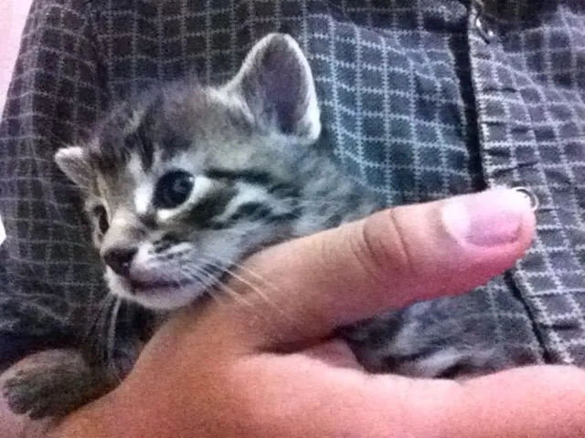 Gato ra a SRD idade Abaixo de 2 meses nome Sem nome