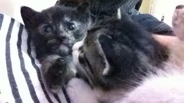 Gato ra a SRD idade Abaixo de 2 meses nome Sem nome