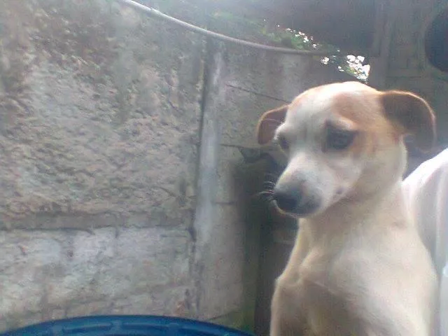 Cachorro ra a SRD idade 1 ano nome Lilica