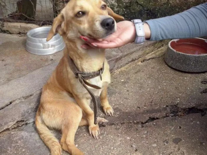 Cachorro ra a SRD idade 1 ano nome REBECA