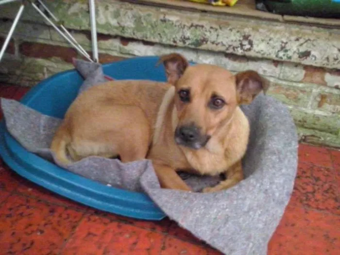 Cachorro ra a SRD idade 2 anos nome Lolita