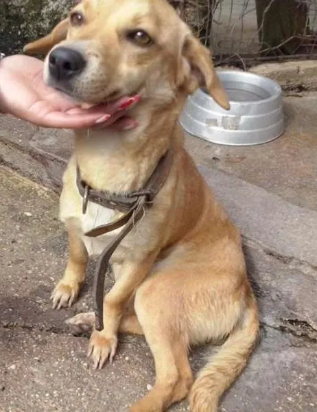 Cachorro ra a SRD idade 1 ano nome REBECA