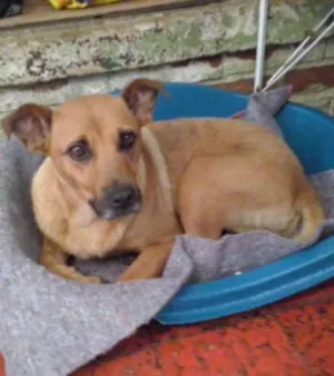 Cachorro raça SRD idade 2 anos nome Lolita